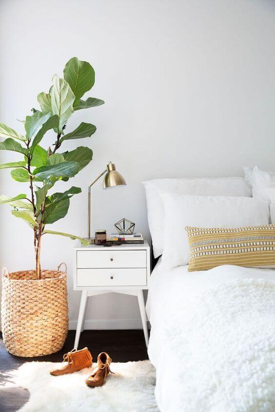 house plant in bedroom