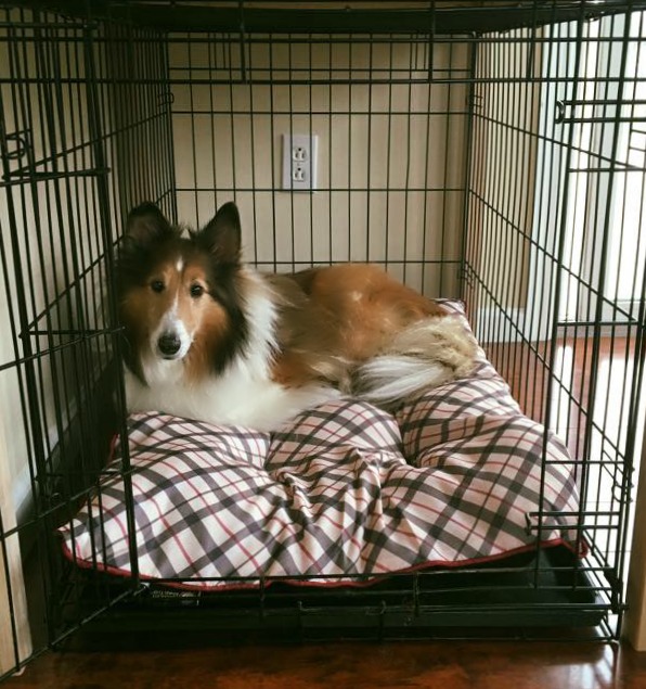 Buddy in his crate, before the build