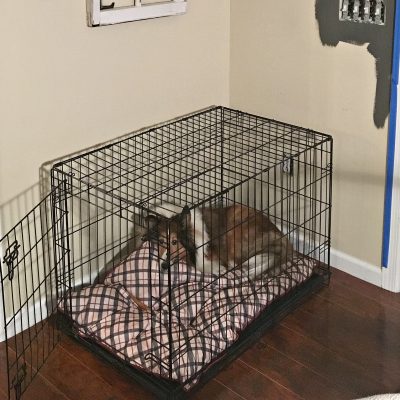 Dog Crate DIY hack Before picture