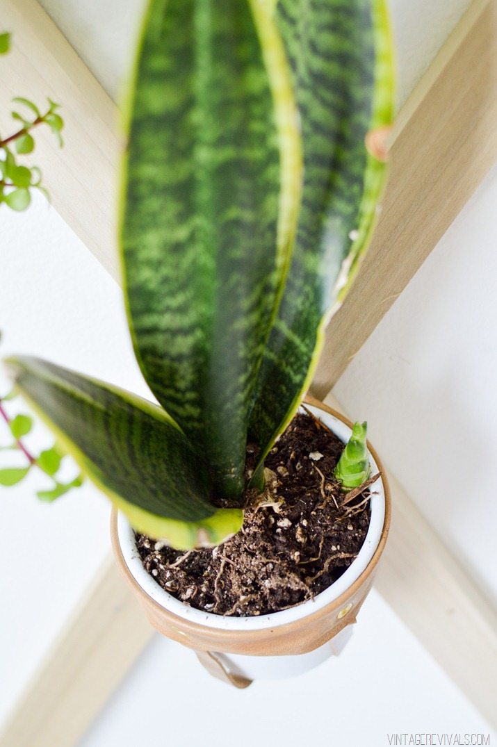 Indoor Plant Trellis Wall-17